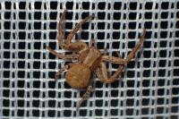 Xysticus