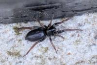 Trachyzelotes pedestris
