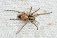 Anyphaena accentuata