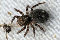 Pseudeuophrys erratica