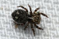 Pseudeuophrys erratica