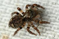 Pseudeuophrys erratica