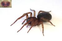 Amaurobius similis