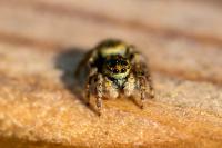 Carrhotus xanthogramma