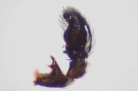 Heliophanus kochii