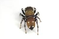 Heliophanus kochii