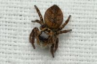 Carrhotus xanthogramma