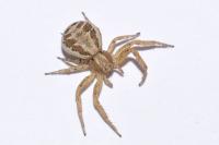 Xysticus cristatus