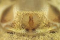 Xysticus cristatus