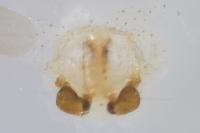 Xysticus cristatus