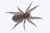 Trochosa terricola