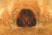 Trochosa terricola