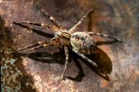 Zoropsis spinimana