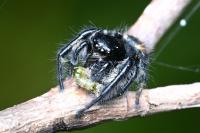 Carrhotus xanthogramma