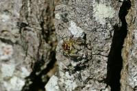 Carrhotus xanthogramma