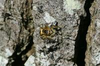 Carrhotus xanthogramma