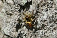 Carrhotus xanthogramma