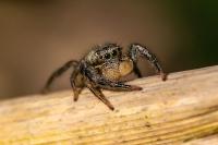 Marpissa radiata