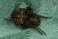 Gibbaranea bituberculata