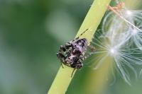 Gibbaranea bituberculata