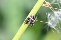 Gibbaranea bituberculata