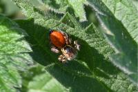 Carrhotus xanthogramma