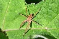 Pisaura mirabilis
