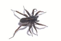 Pardosa tenuipes