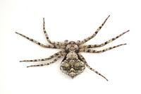 Philodromus pinetorum