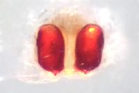 Philodromus pinetorum