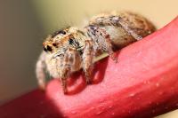 Carrhotus xanthogramma