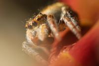 Carrhotus xanthogramma