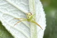 Ebrechtella tricuspidata