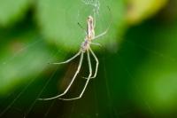 Tetragnatha