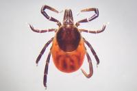 Ixodes ricinus