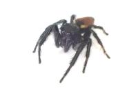 Carrhotus xanthogramma