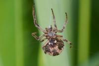 Larinioides cornutus