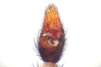 Pardosa tenuipes