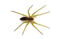 Dolomedes fimbriatus