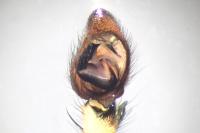 Dolomedes fimbriatus