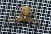 Xysticus