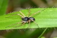 Philodromus dispar