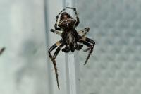 Gibbaranea bituberculata