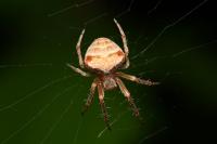 Araneus