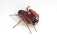 Hypsosinga sanguinea