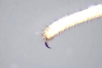 Nelima doriae