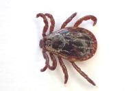 Dermacentor reticulatus