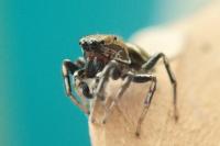 Heliophanus tribulosus