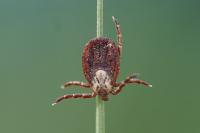 Dermacentor reticulatus