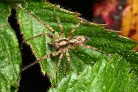 Anyphaena accentuata